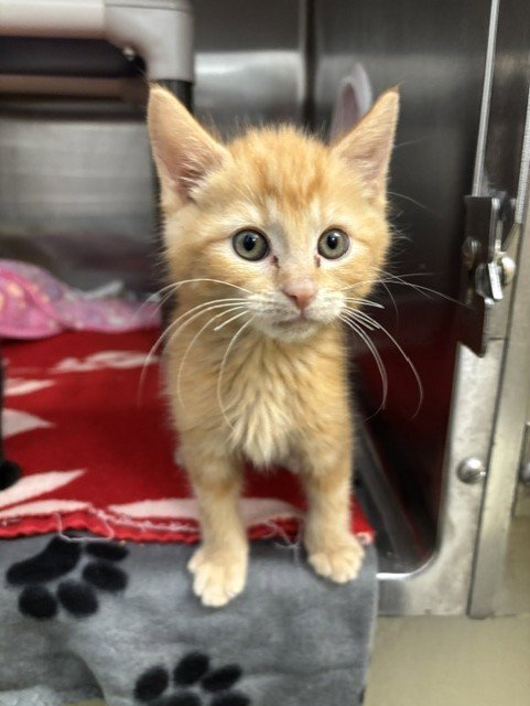 Comet, Domestic Short Hair (medium coat)