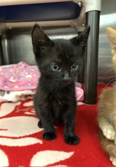 Kuiper - Domestic Medium Hair