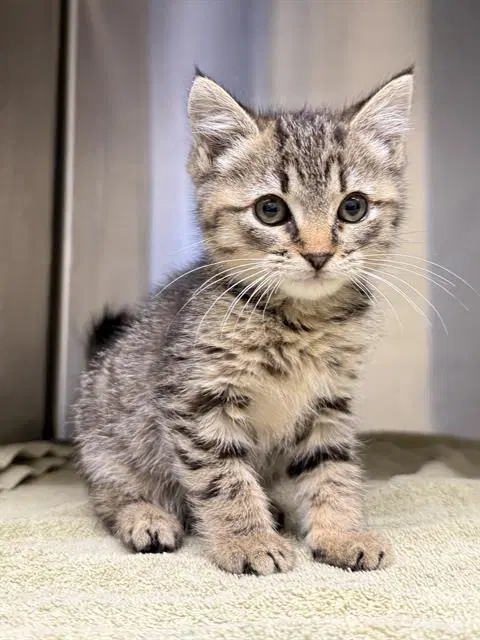 Claudia - Domestic Short Hair