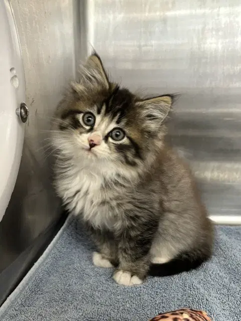 Lestat - Domestic Medium Hair