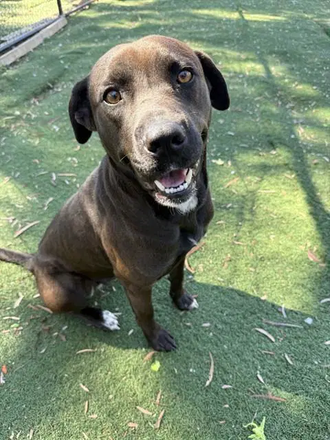 Elvira - Labrador Retriever