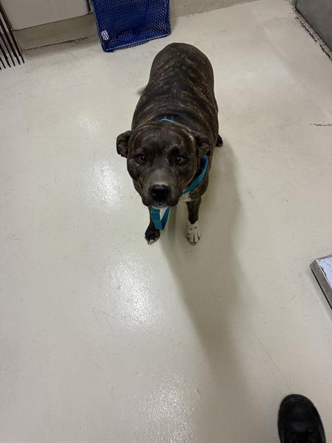 Anuga