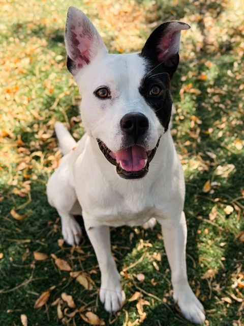 Oreo