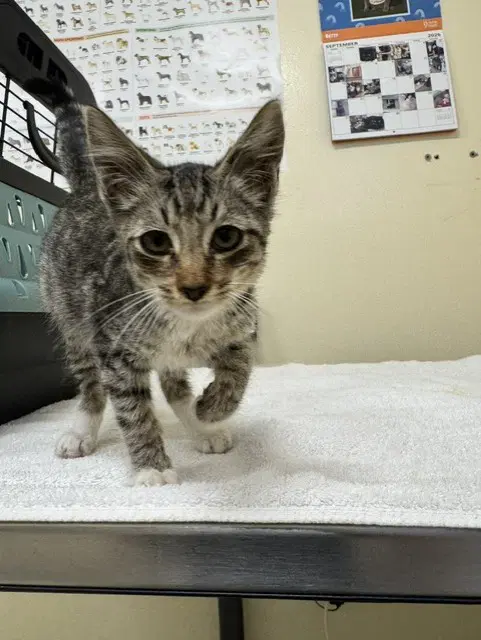 Luna - Domestic Short Hair
