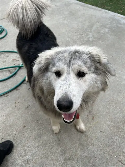 Dundun - Alaskan Malamute