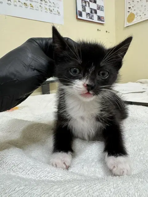Junior - Domestic Short Hair