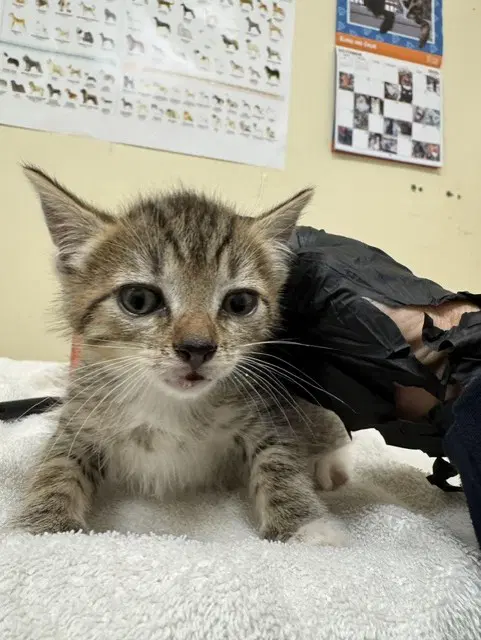 Twix - Domestic Short Hair