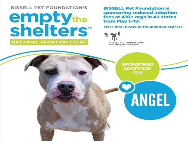 adoptable Dog in Clinton Township, MI named ANGEL