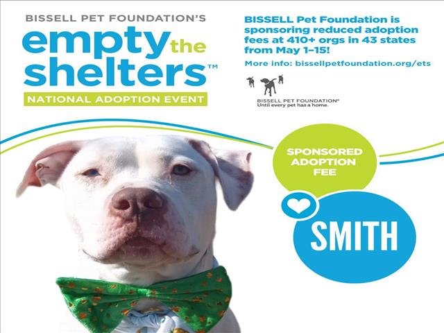 adoptable Dog in Clinton Township, MI named SMITH