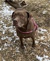adoptable Dog in , MI named PUNKY