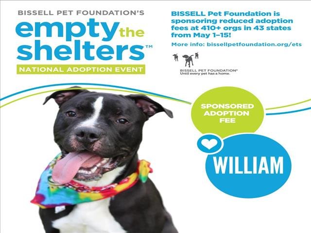 adoptable Dog in Clinton Township, MI named WILLIAM