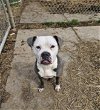 adoptable Dog in  named SALLY