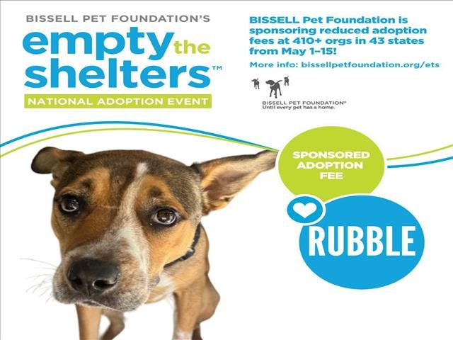 adoptable Dog in Clinton Township, MI named RUBBLE