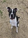 adoptable Dog in  named INDY