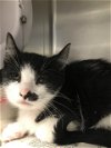 adoptable Cat in , MI named NUGGET