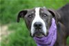 adoptable Dog in clinton township, MI named MR. BELVEDERE