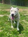 adoptable Dog in  named BLOSSOM
