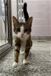 adoptable Cat in clinton township, MI named LOVEY