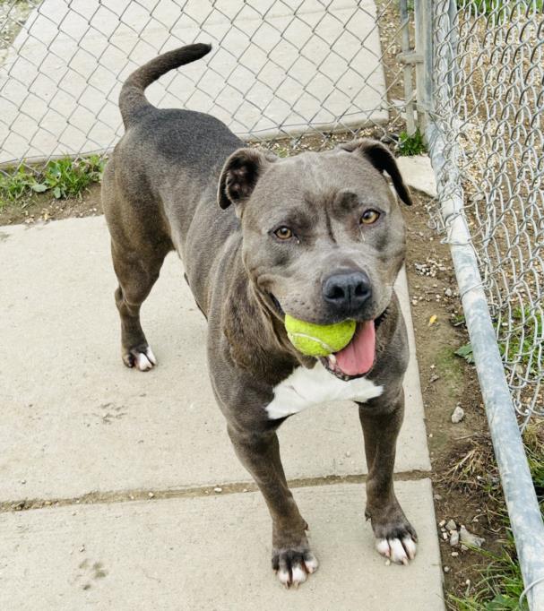 adoptable Dog in Clinton Township, MI named SWEET MAMA