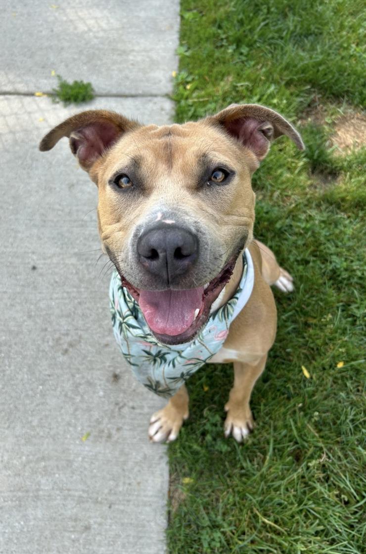 adoptable Dog in Clinton Township, MI named HAZEL