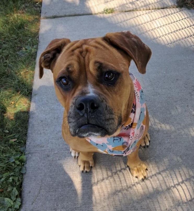 adoptable Dog in Clinton Township, MI named BOOMER