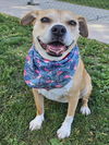 adoptable Dog in Clinton Township, MI named STAR