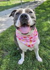 adoptable Dog in Linton, IN named PIGLET