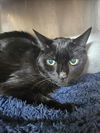 adoptable Cat in Clinton Township, MI named ELMER