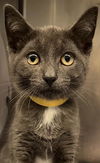 adoptable Cat in Clinton Township, MI named LUCIA