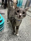 adoptable Cat in Clinton, MI named WILLOW