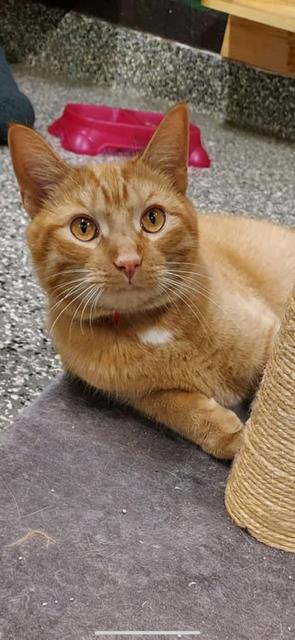 adoptable Cat in Clinton Township, MI named OLLIE