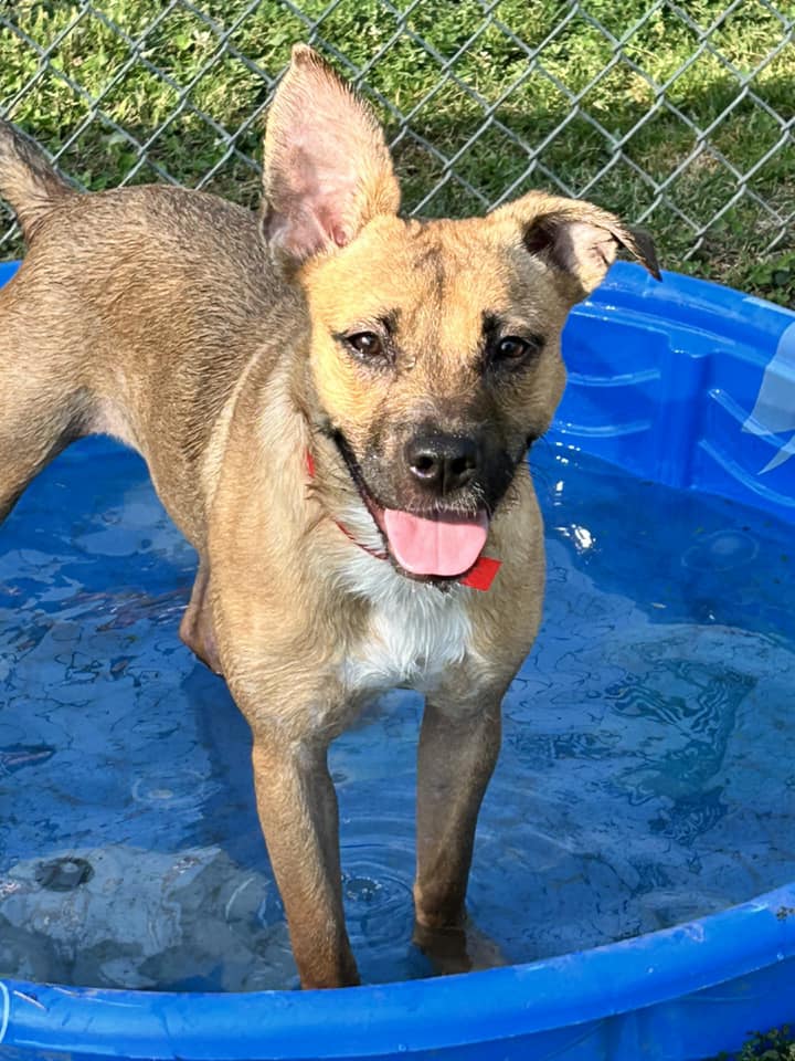 adoptable Dog in Clinton Township, MI named BOO