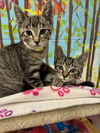 adoptable Cat in , MI named SPRIGET & SPROCKET