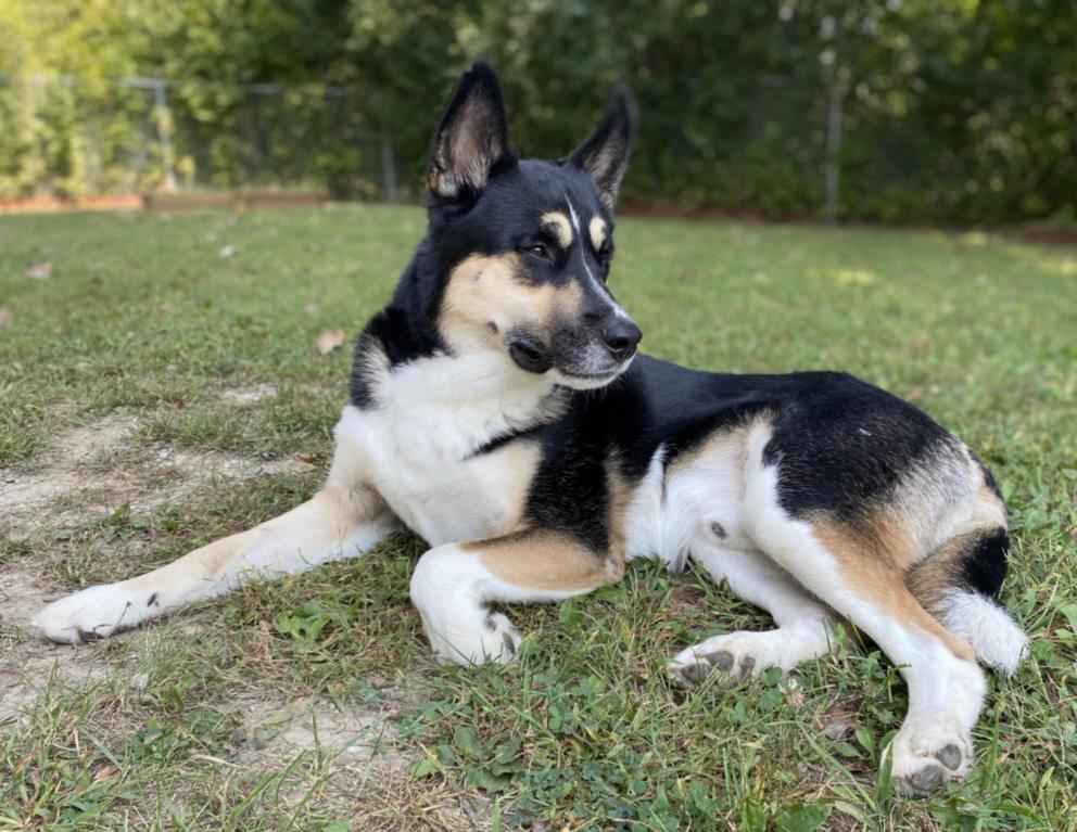 adoptable Dog in Clinton Township, MI named FRANCISCO