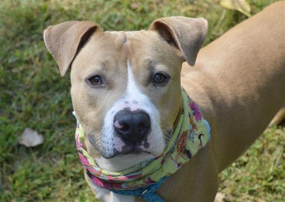 adoptable Dog in Clinton Township, MI named DIAMOND