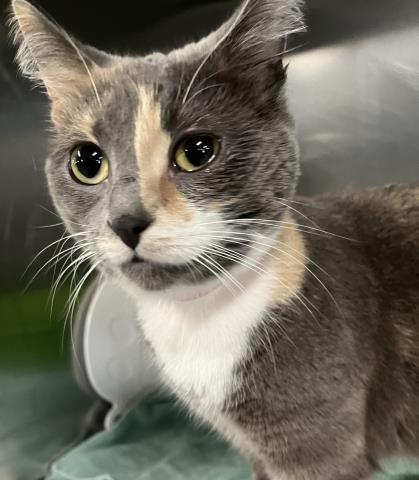 adoptable Cat in Clinton Township, MI named PINKY