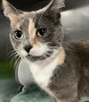 adoptable Cat in , MI named PINKY