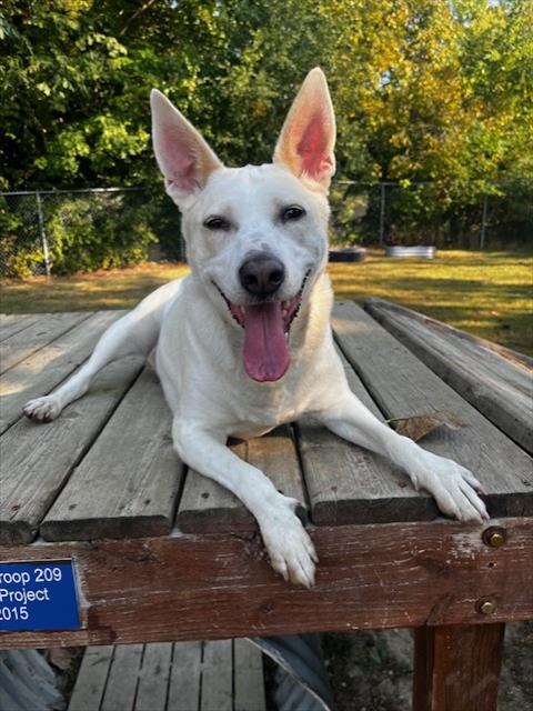 adoptable Dog in Clinton Township, MI named SYDNEY