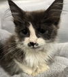 adoptable Cat in , MI named LAYLA