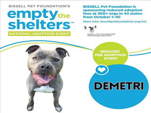 picture of the dog needing adoption