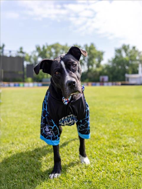 adoptable Dog in Clinton Township, MI named STICKS