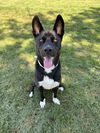 adoptable Dog in clinton township, IN named SOCKS