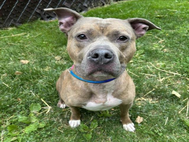 adoptable Dog in Clinton Township, MI named MONTY