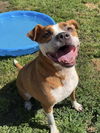adoptable Dog in linton, IN named BUDDY