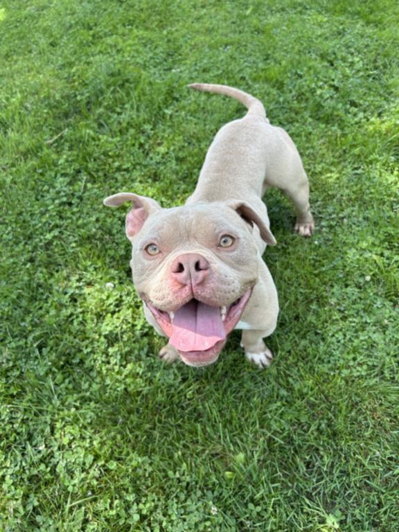adoptable Dog in Clinton Township, MI named BRIGGS