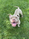 adoptable Dog in linton, IN named BRIGGS