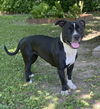 adoptable Dog in  named FARRAH