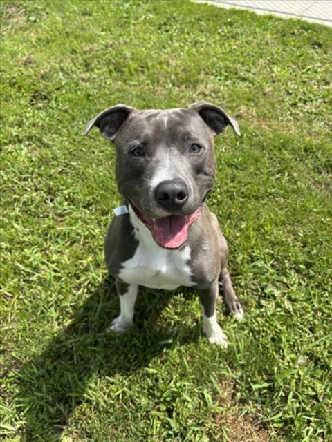 adoptable Dog in Clinton Township, MI named PETE