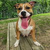 adoptable Dog in linton, IN named KIKO