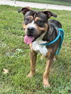 adoptable Dog in linton, IN named CEDRIC